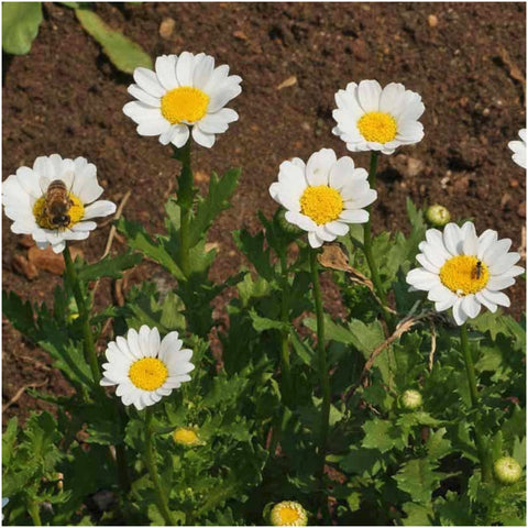 Seed Needs chrysanthemum paludosum flowers with yellow centers and white petals in close view.
