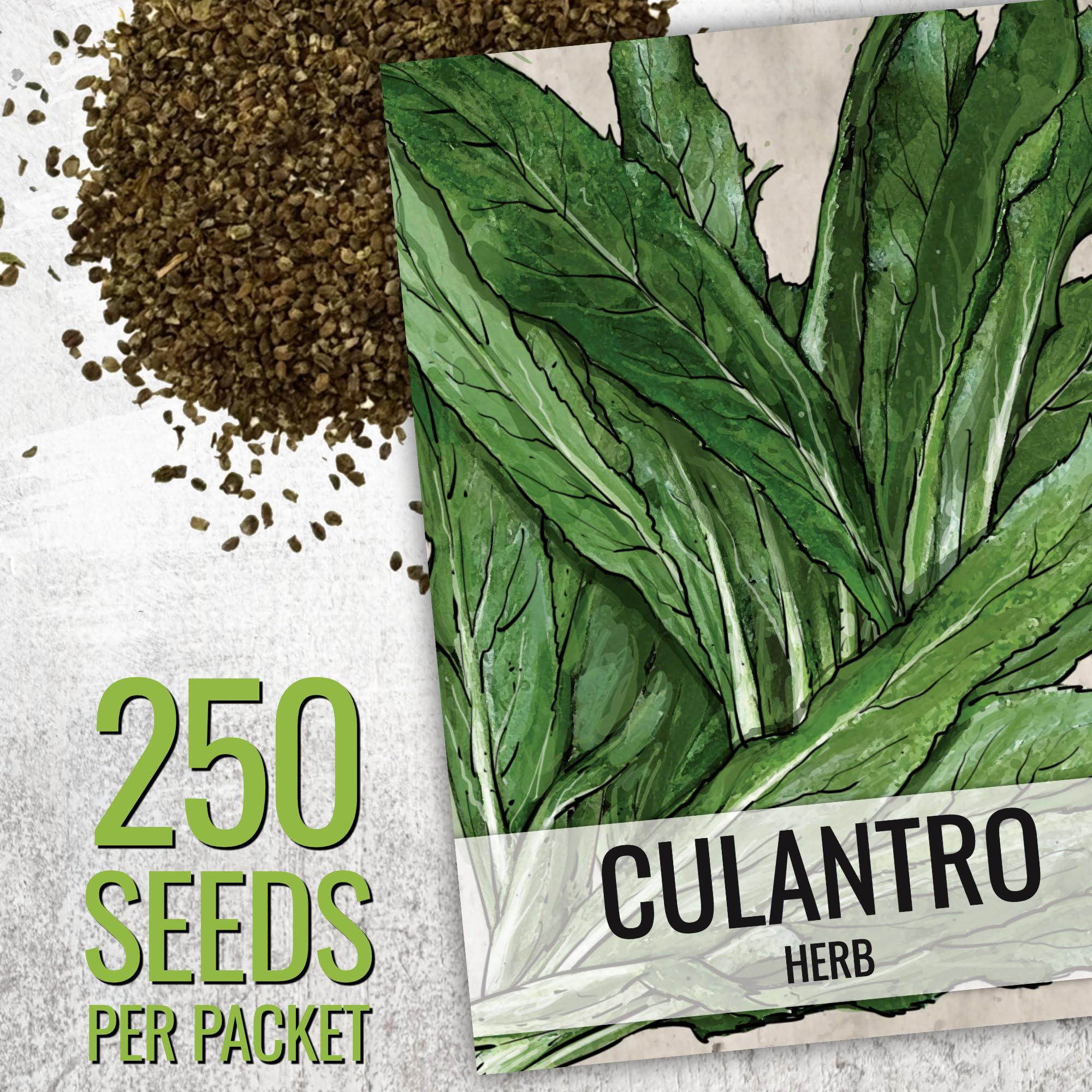 Seed Needs cilantro leaves closeup, delicate fronds for quick daily garnish.