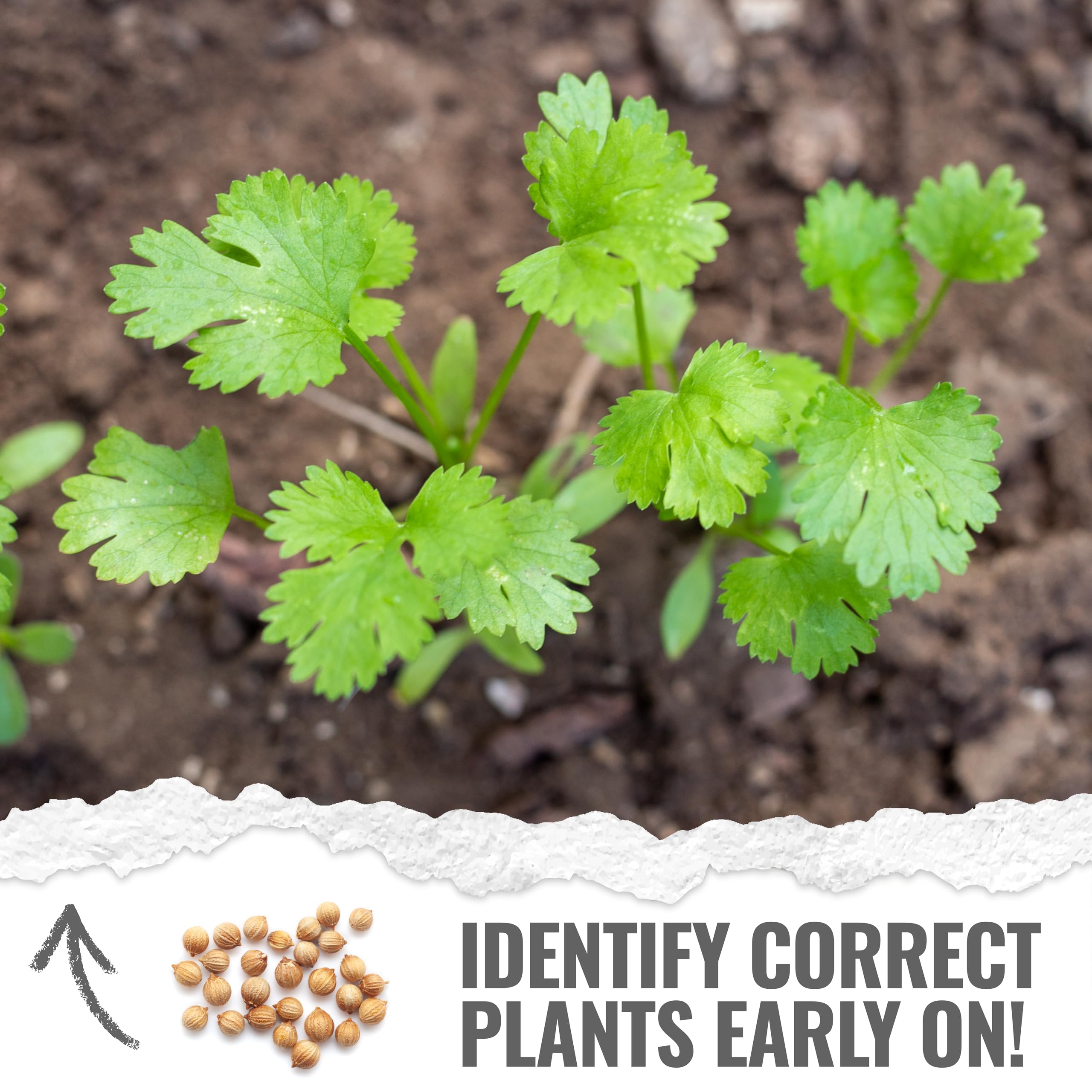 Seed Needs cilantro leaves close-up highlighting fresh fragrant foliage