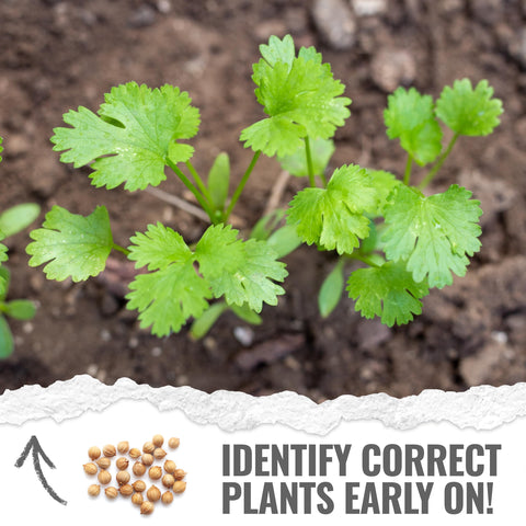Seed Needs cilantro leaves close-up highlighting fresh fragrant foliage