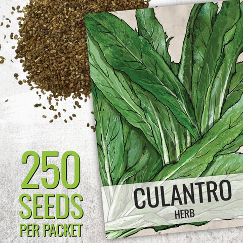 Seed Needs cilantro leaves closeup, delicate fronds for quick daily garnish.