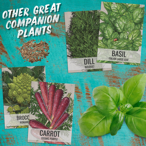 Seed Needs cilantro seeds germination tips illustrating quick sprouting when sown