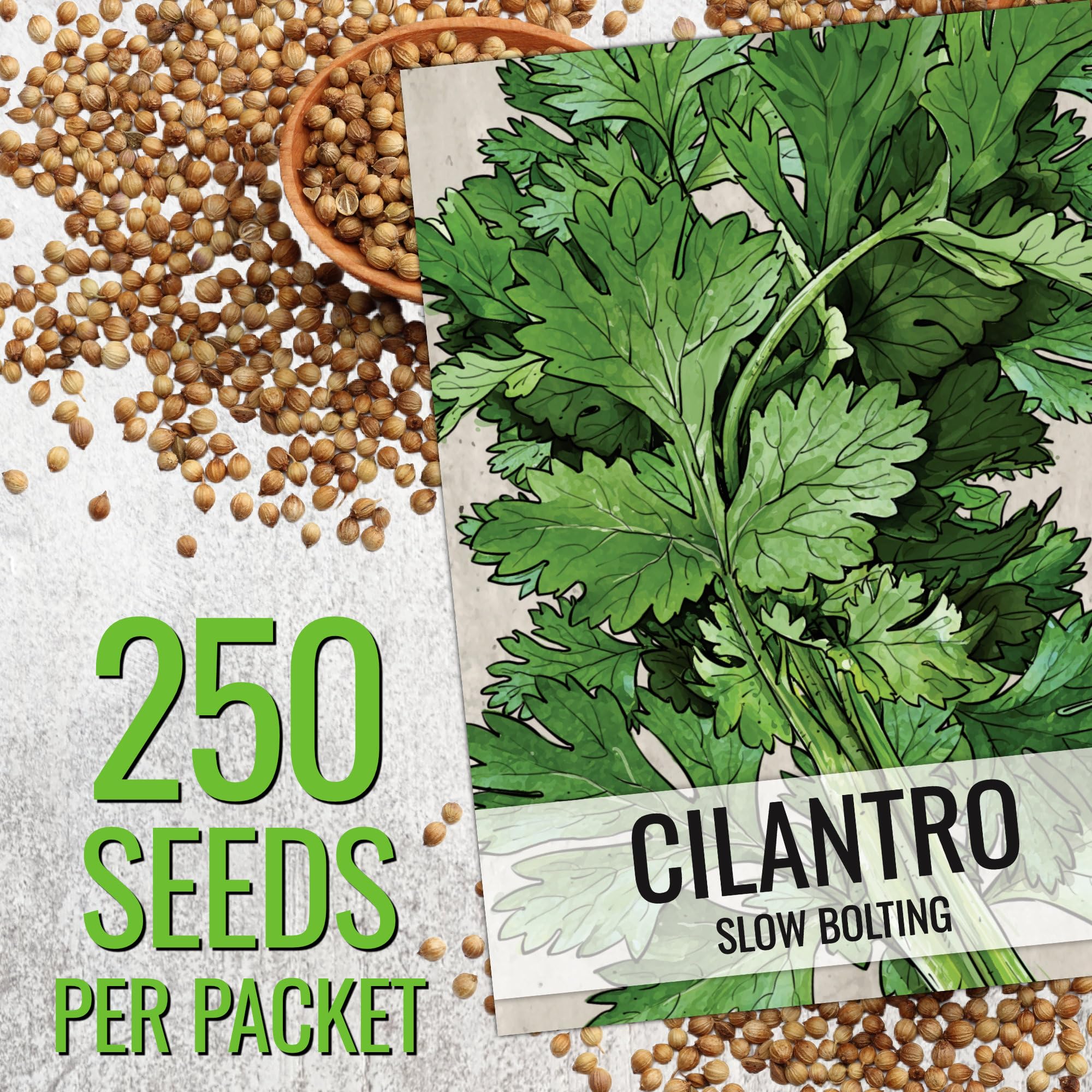 Seed Needs cilantro seeds open packet ready to plant and grow cilantro
