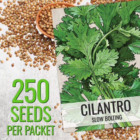 Seed Needs cilantro seeds open packet ready to plant and grow cilantro