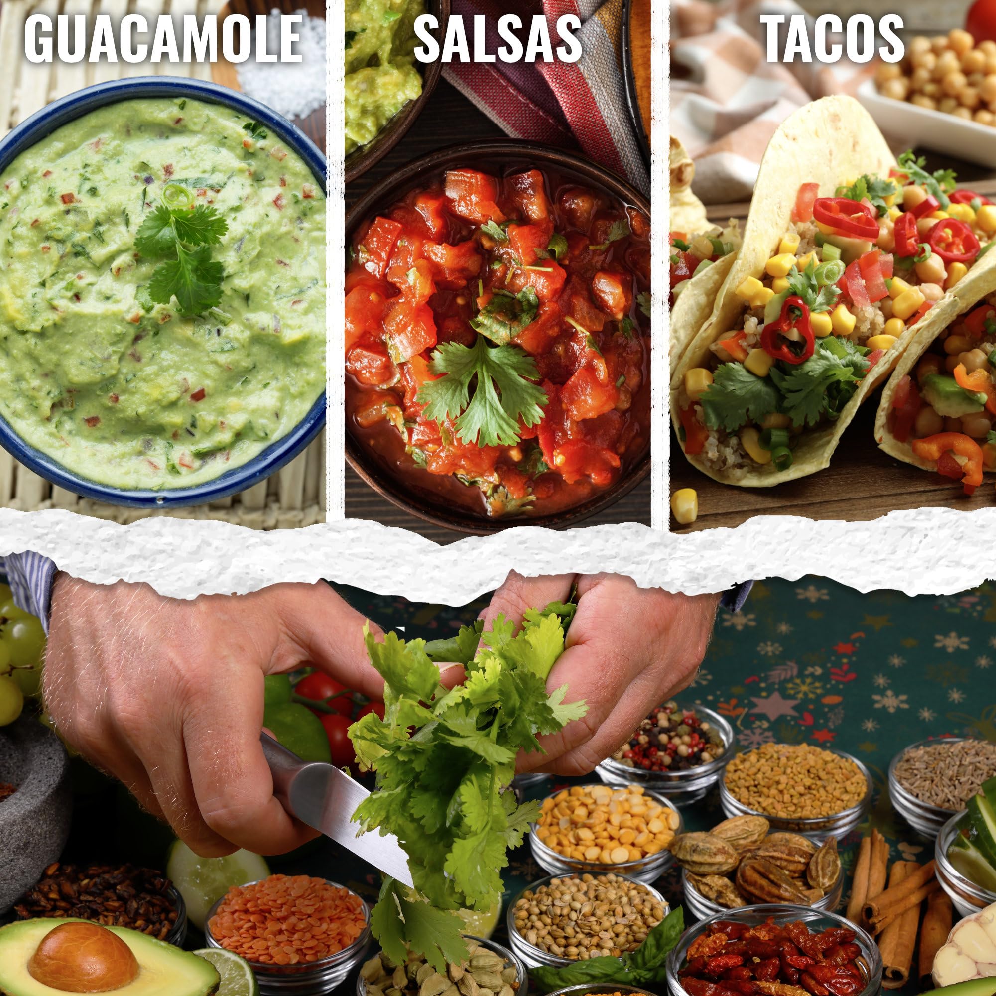 Seed Needs cilantro seeds pack back with sowing instructions and details