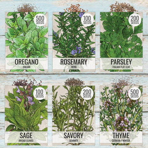 Seed Needs cilantro seeds packet for bright, fresh cilantro harvest.