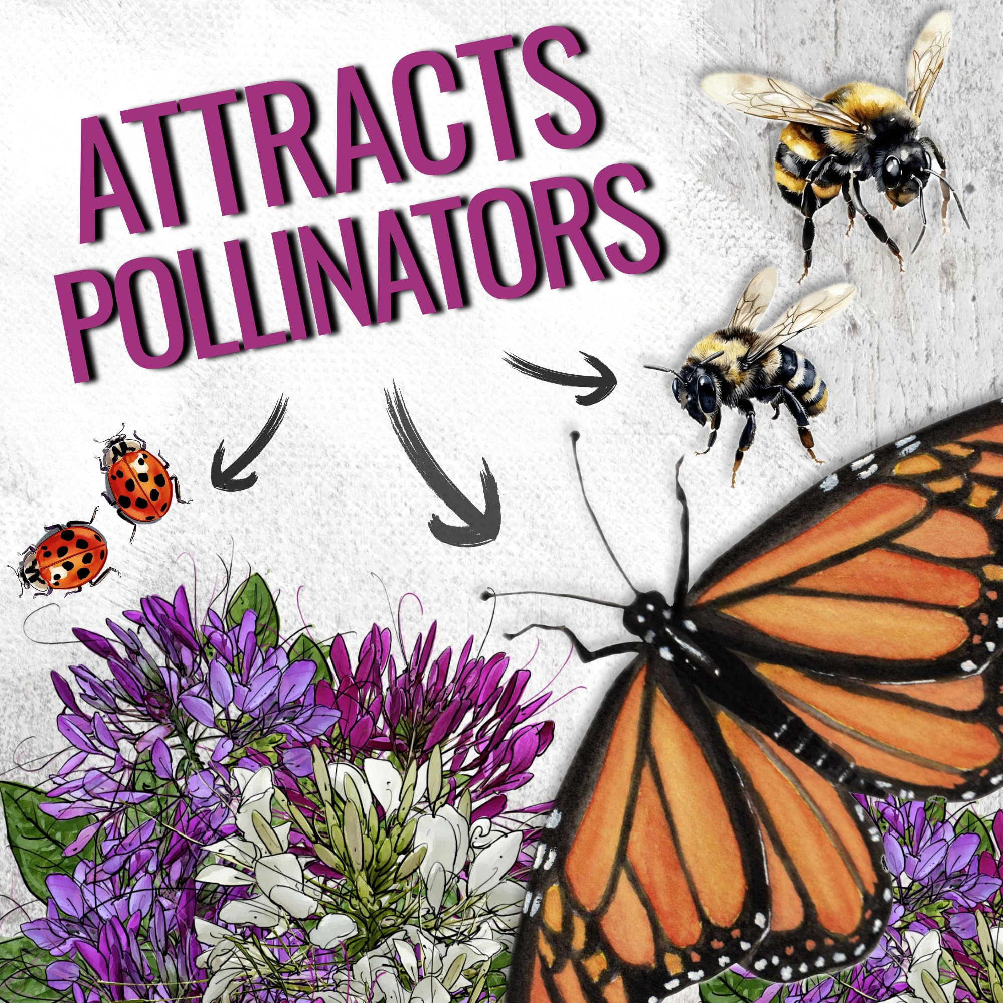 Seed Needs Cleome seeds in moisture-resistant packaging stay fresh