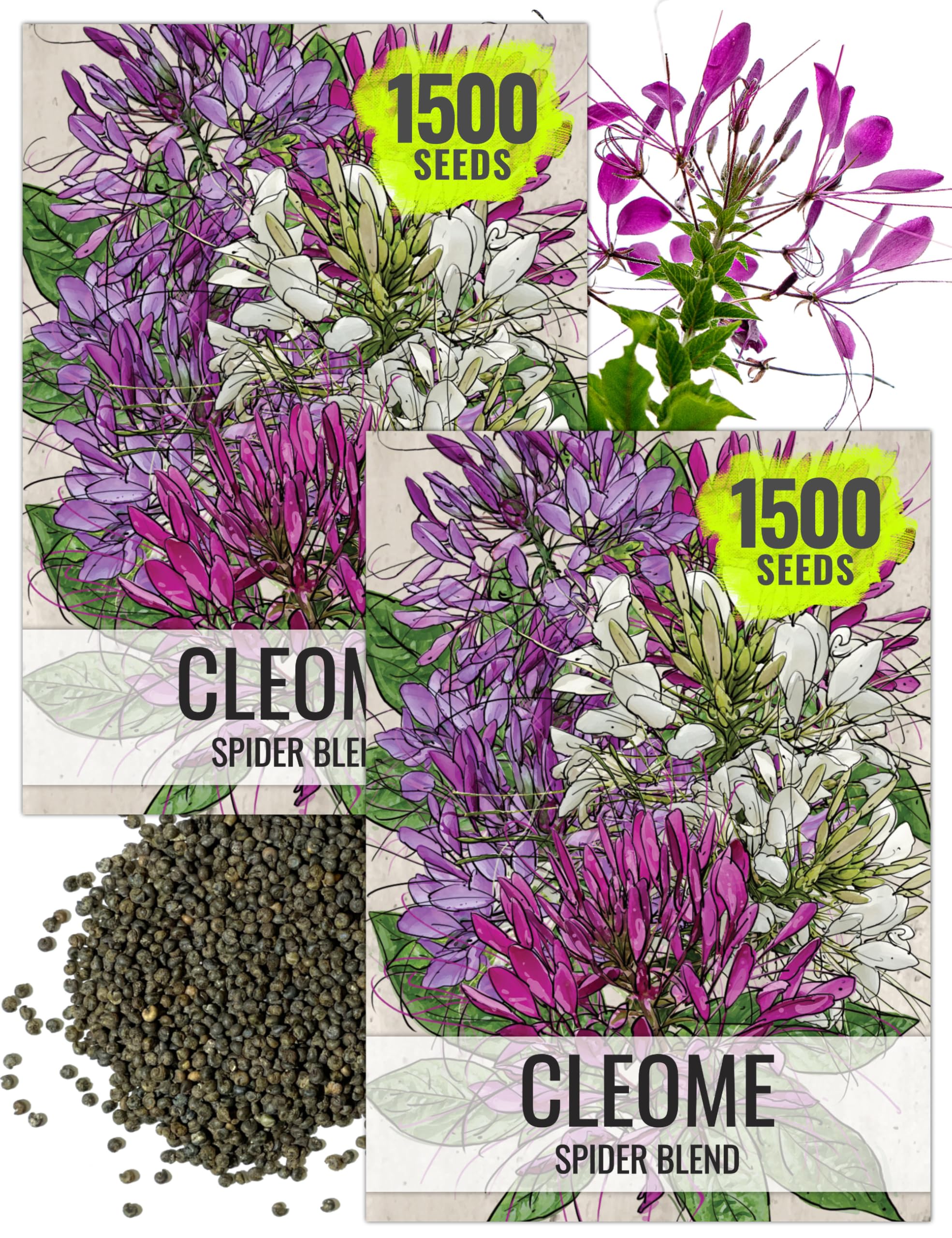 Seed Needs Cleome packet art with sowing details for planning your garden.