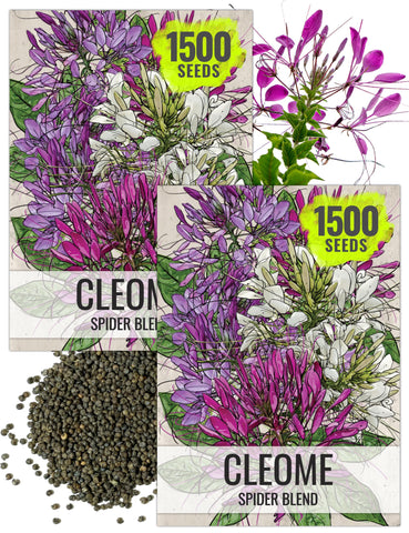 Seed Needs Cleome packet art with sowing details for planning your garden.