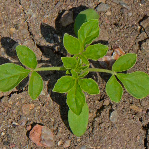 Seed Needs Cleome plant in a sunlit bed with palmate leaves and musk scent