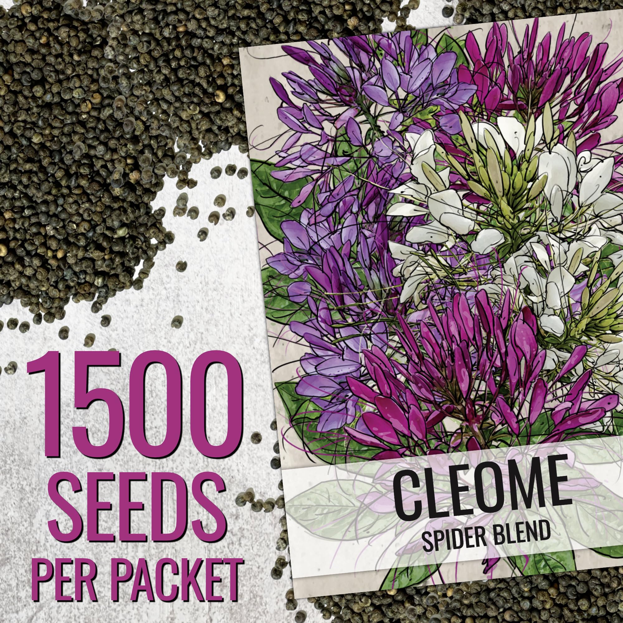 Cleome plant height 3 to 5 feet creates a dramatic garden backdrop.