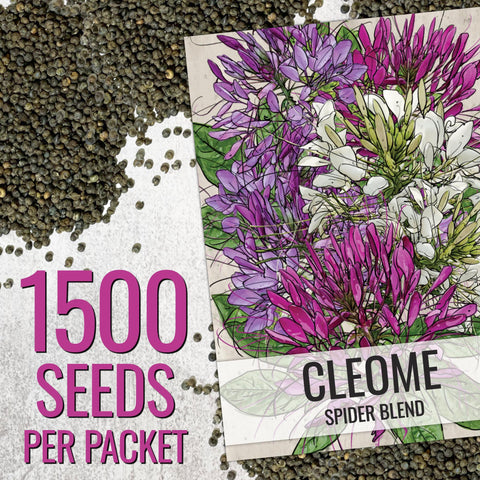 Cleome plant height 3 to 5 feet creates a dramatic garden backdrop.