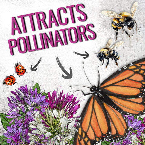 Pollinators visiting Seed Needs Cleome blooms in a vibrant garden scene.