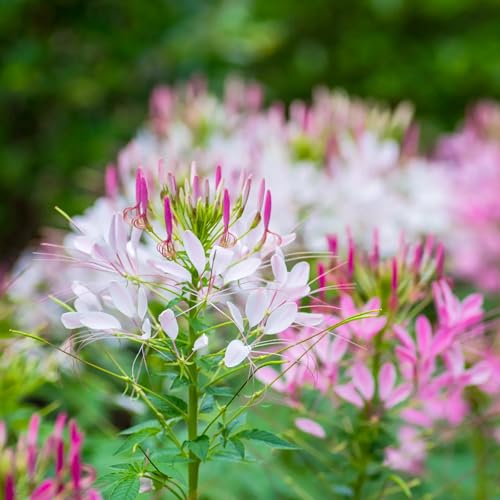 Close-up of Seed Needs Cleome seeds showing quality and clarity for sowing.