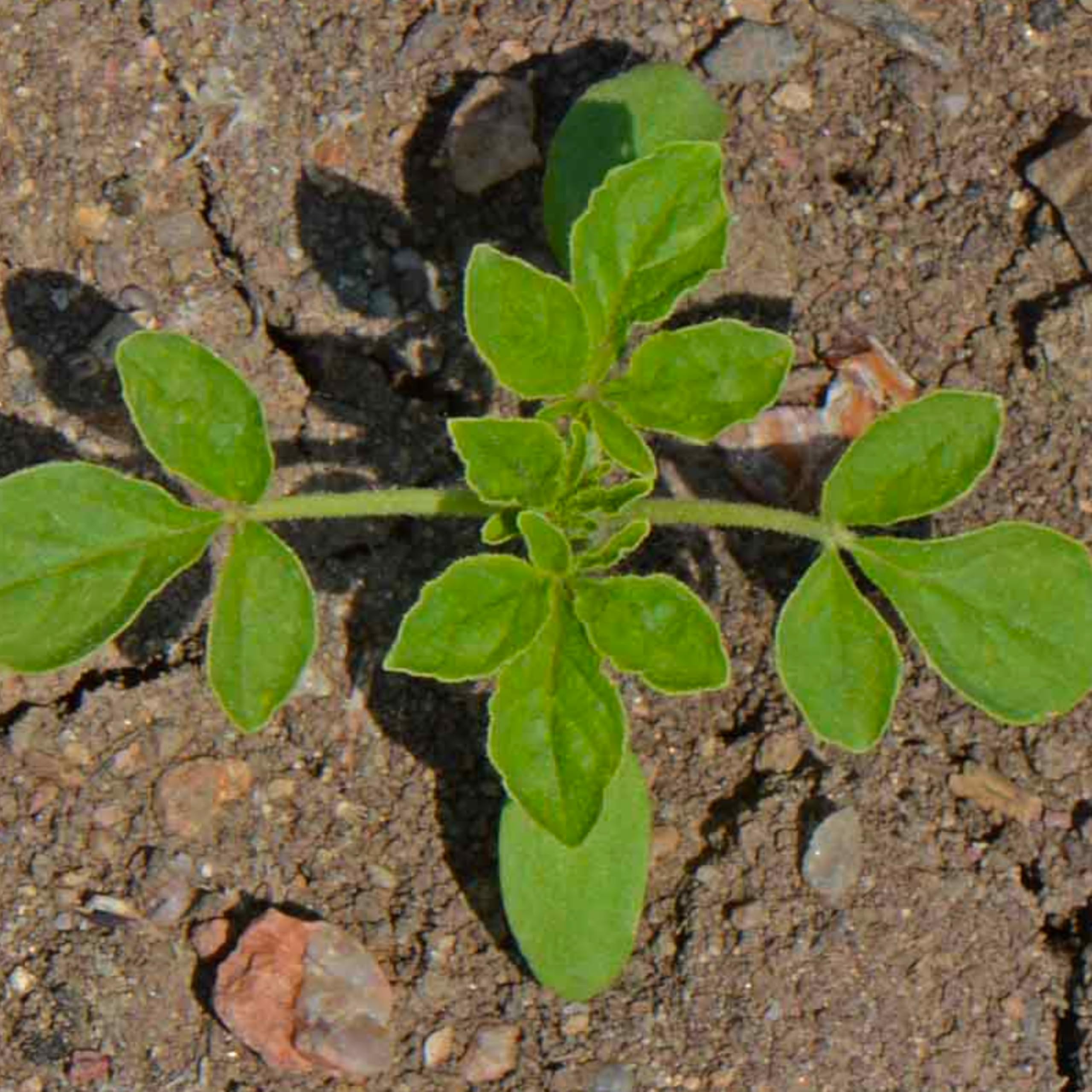 Fresh Seed Needs Cleome packaging highlighting seed viability and instructions.