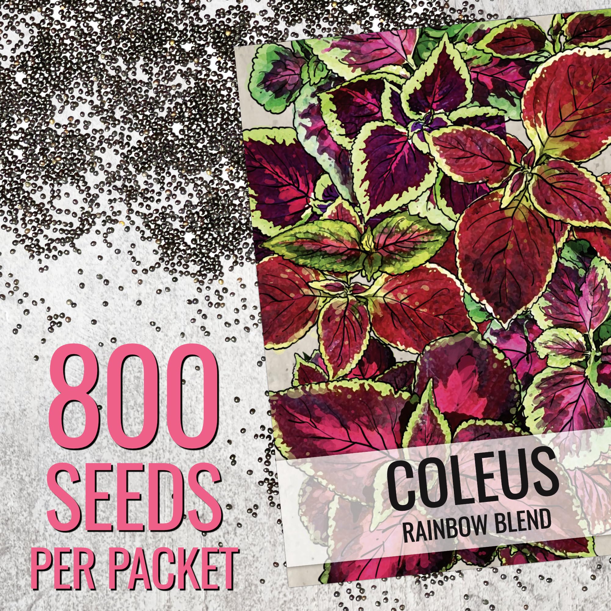 Seed Needs Coleus Seeds mature height and spread guidance for garden planning.