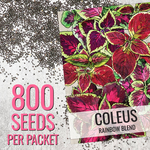 Seed Needs Coleus Seeds mature height and spread guidance for garden planning.