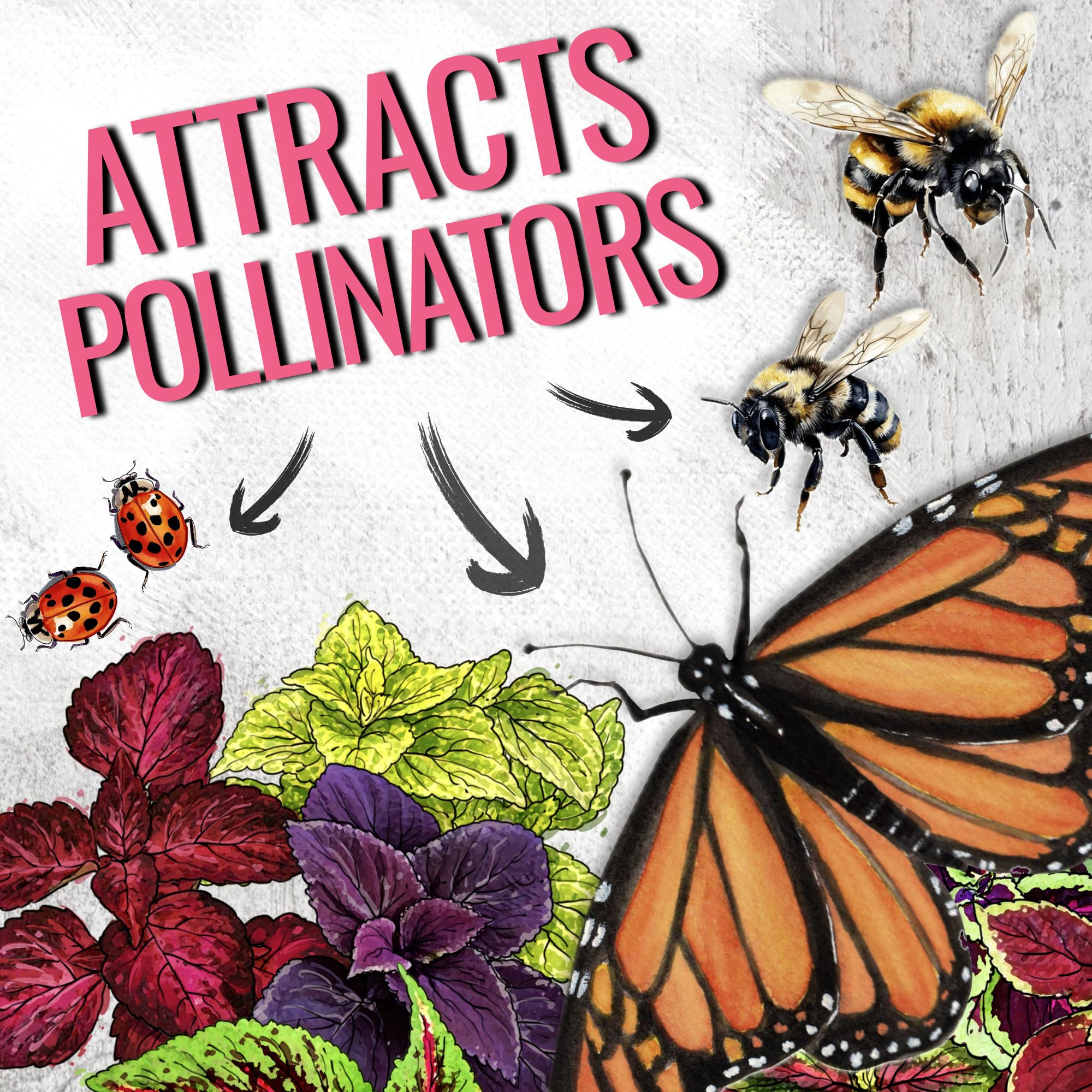 Seed Needs Coleus Seeds non-GMO, open-pollinated heirloom quality.