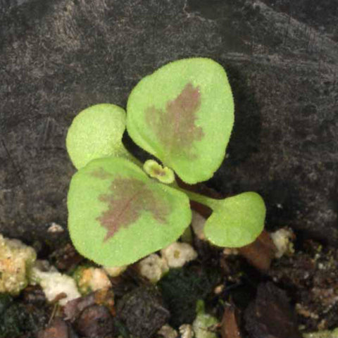 Seed Needs Coleus Seeds generous quantities ideal for sharing.