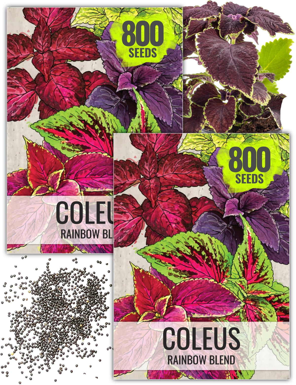Seed Needs Coleus Seeds Rainbow Painted Nettle foliage close-up shows vibrant shade garden colors.