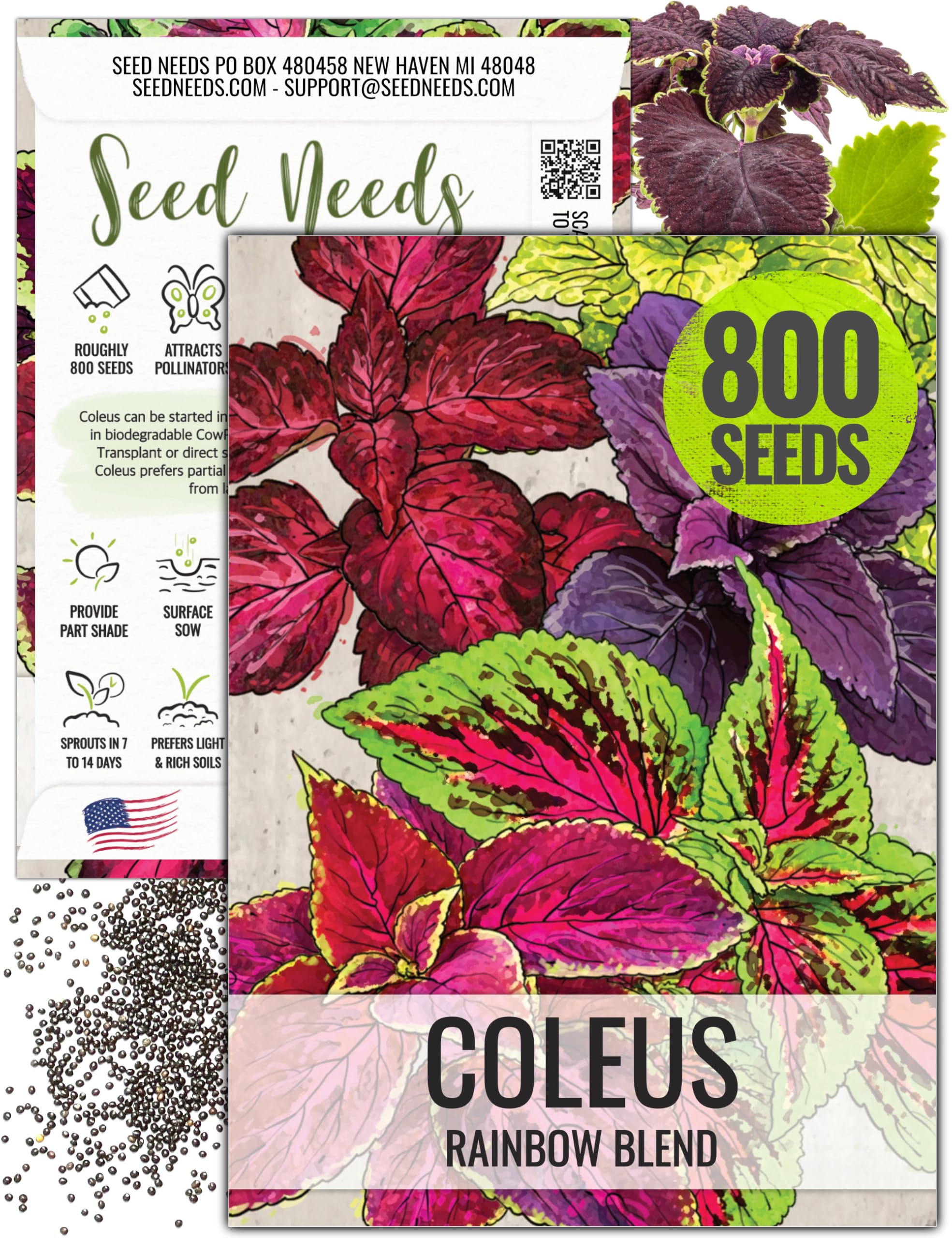 Seed Needs Rainbow Painted Nettle leaves add shade garden color in a container.