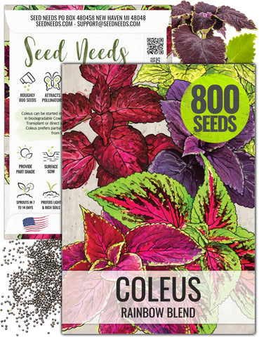 Seed Needs Rainbow Painted Nettle leaves add shade garden color in a container.