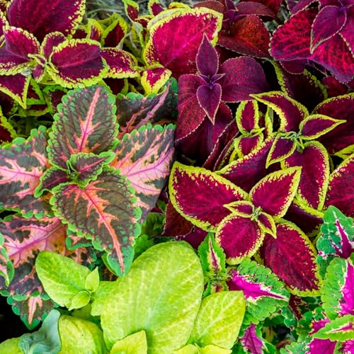 Seed Needs Coleus Seeds shade-friendly garden setup for pots and containers.