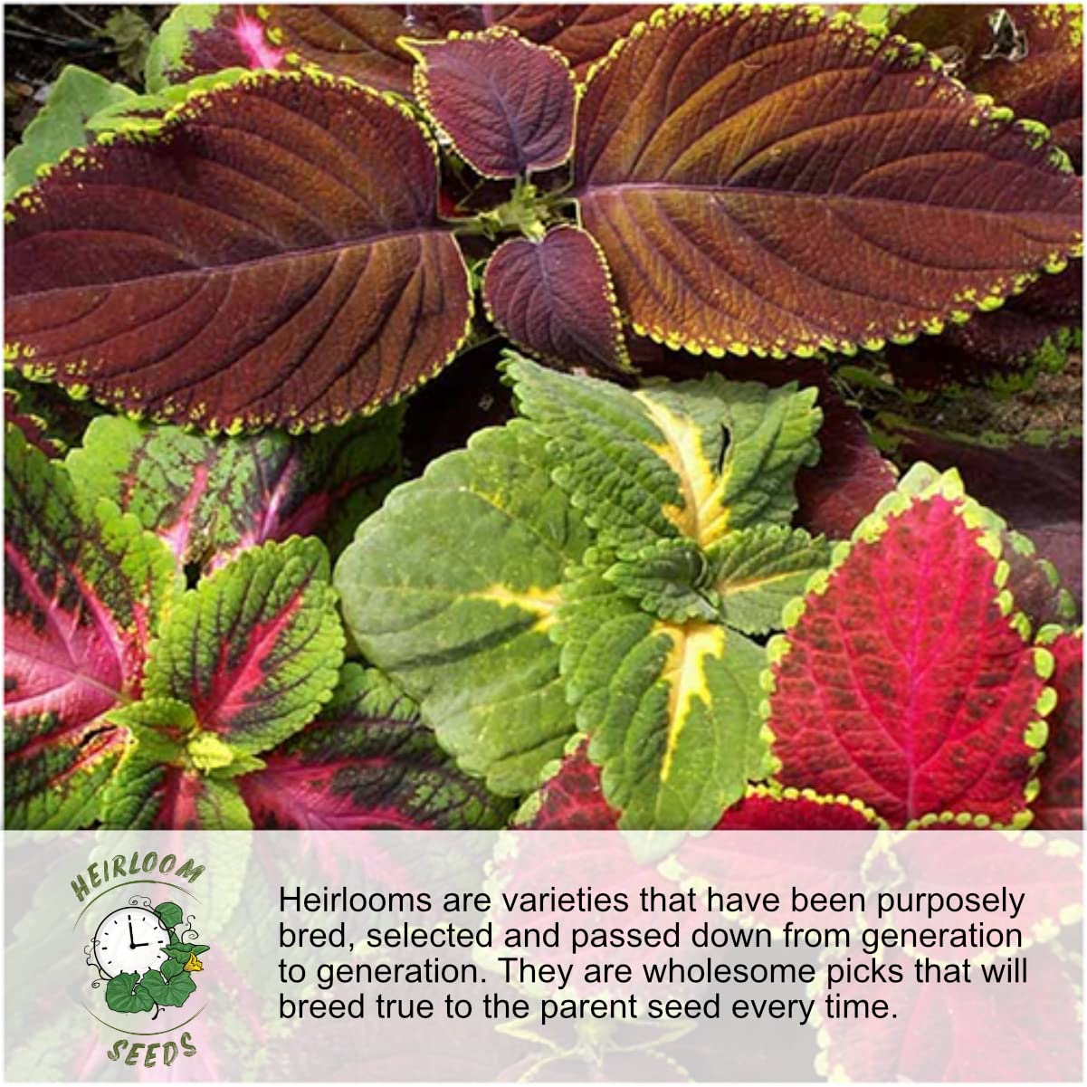 Seed Needs colorful blooms attract pollinators for a butterfly garden