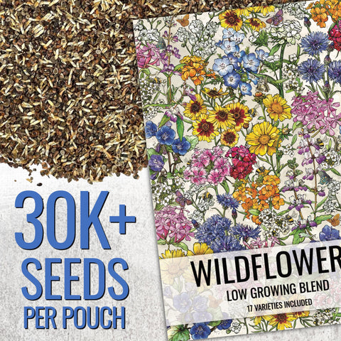 Seed Needs color-rich wildflower mix creating a buzzing pollinator garden