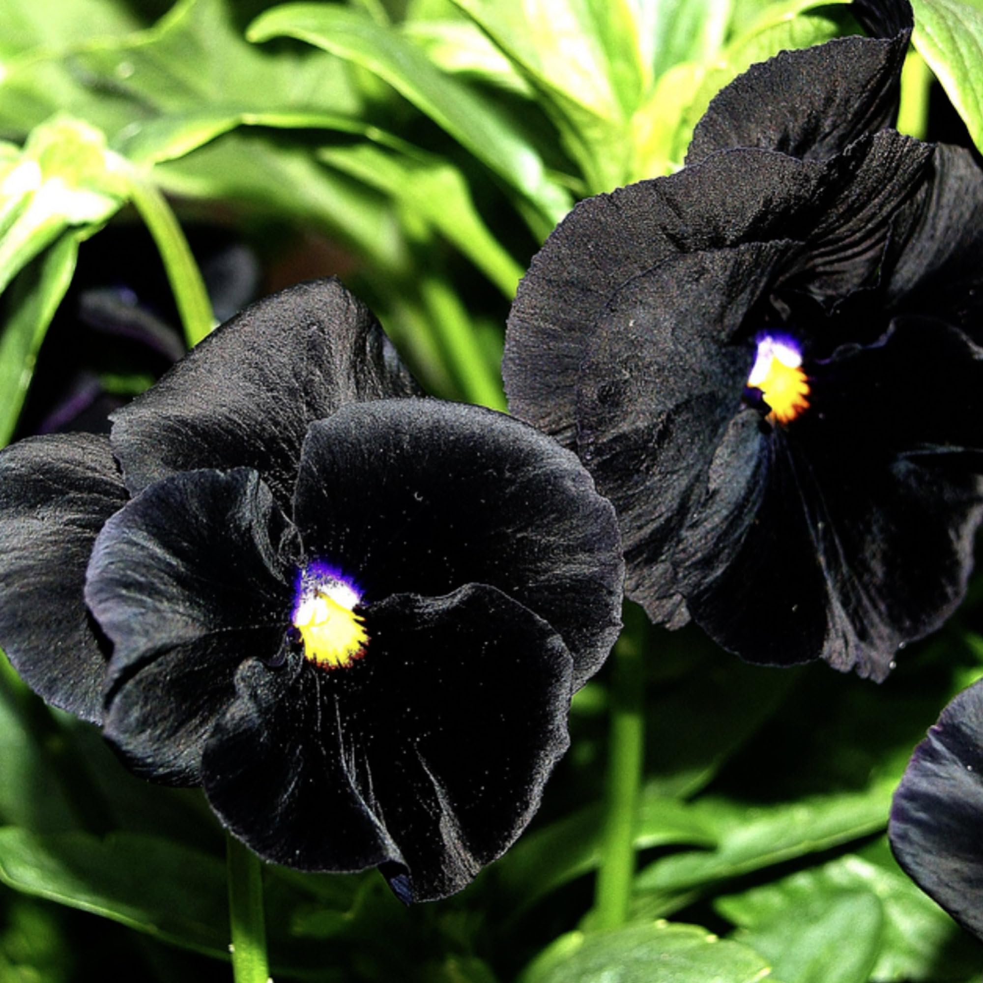 Seed Needs compact one-to-two-inch burgundy pansy blooms for striking garden accents