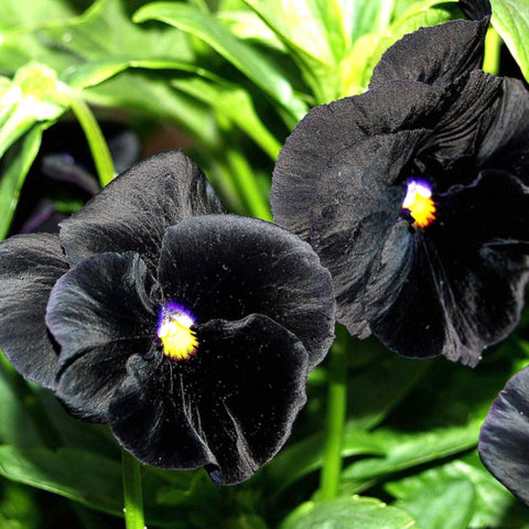 Seed Needs compact one-to-two-inch burgundy pansy blooms for striking garden accents