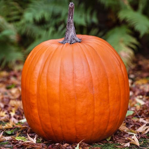 Seed Needs pumpkin seed closeup—heirloom seeds promising steady germination for gardeners