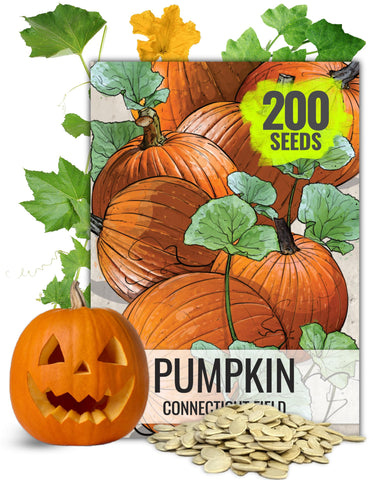 Seed Needs Connecticut Field pumpkin seeds pack ready for planting and carving inspiration