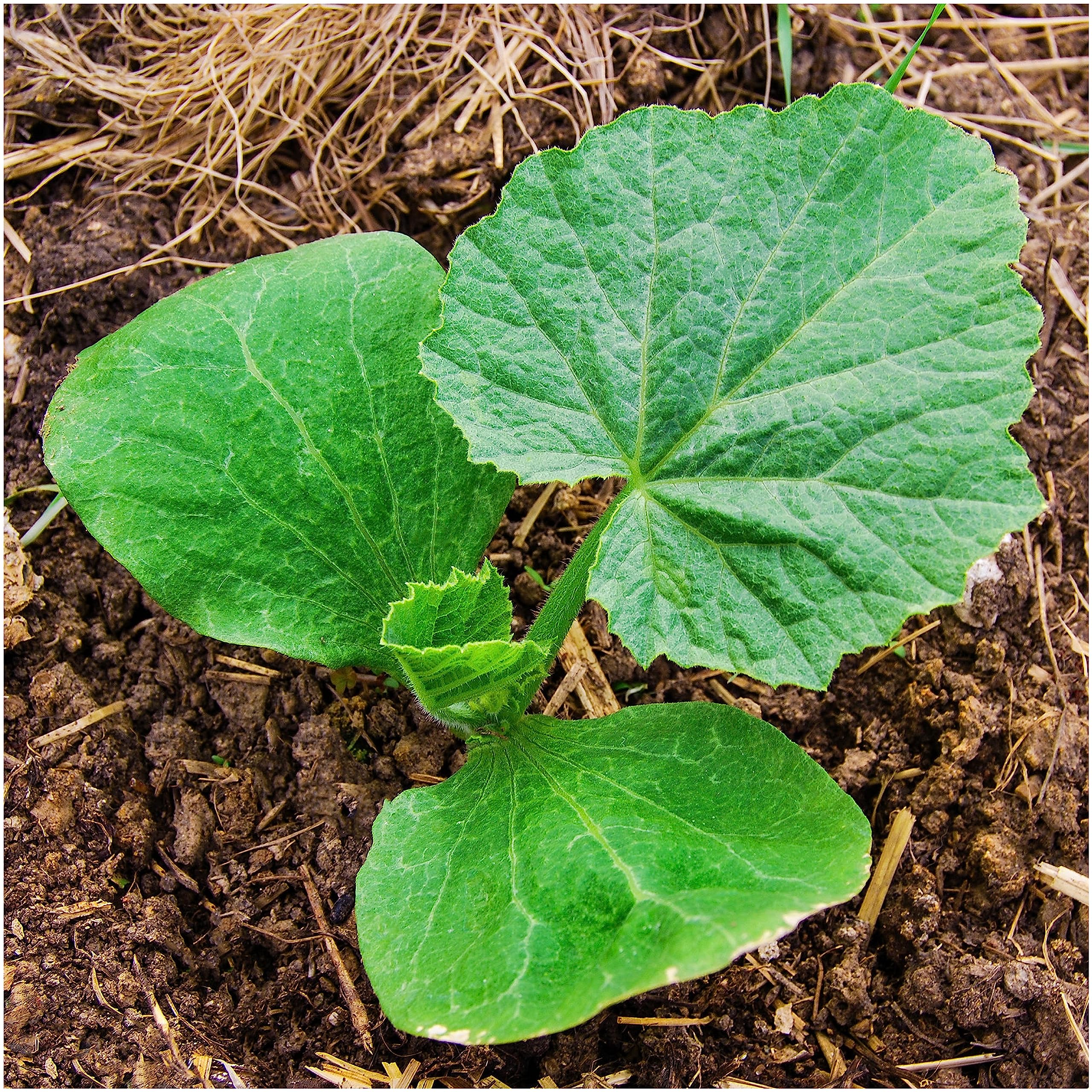 Seed Needs container garden shot with Baby Boo pumpkins shows balcony-friendly planting options.