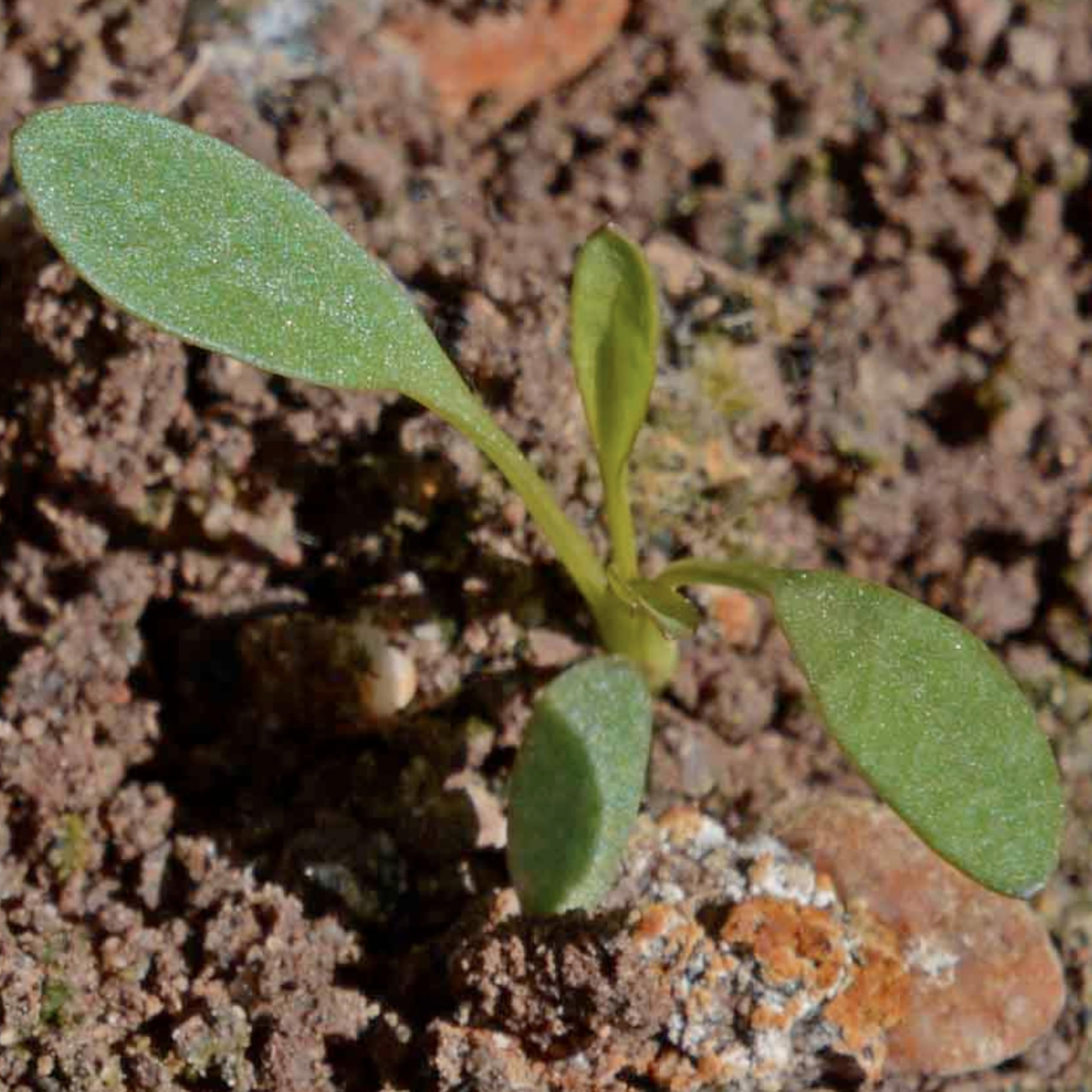 Seed Needs Coreopsis Plains packaging-fresh keeps seeds viable longer