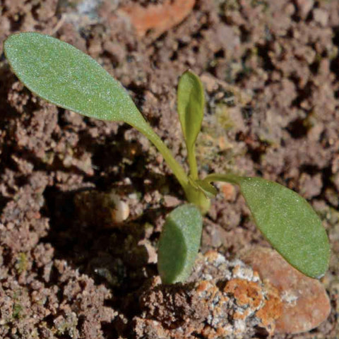 Seed Needs Coreopsis Plains packaging-fresh keeps seeds viable longer