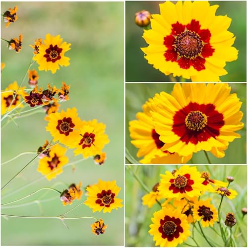 Seed Needs Coreopsis Plains seed packet back with sowing guidance