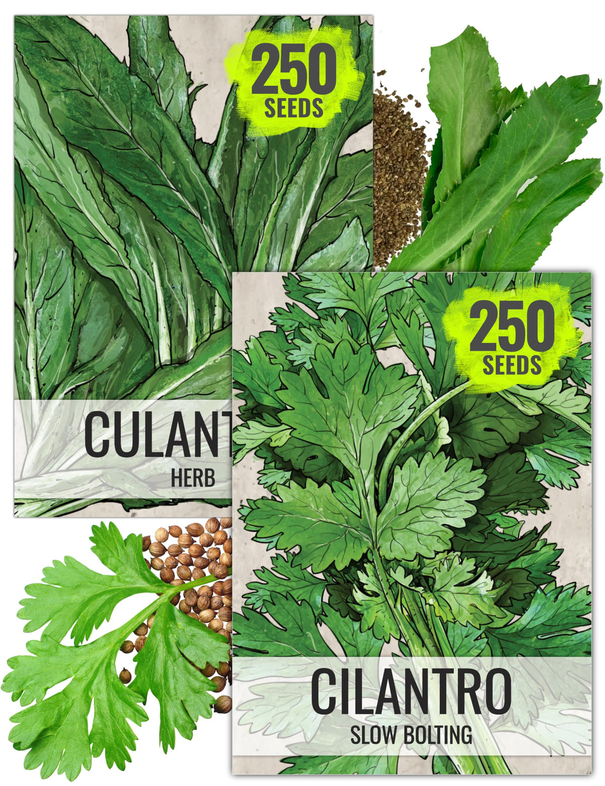 Seed Needs coriander seeds packaging, easy home planting for fresh cilantro.