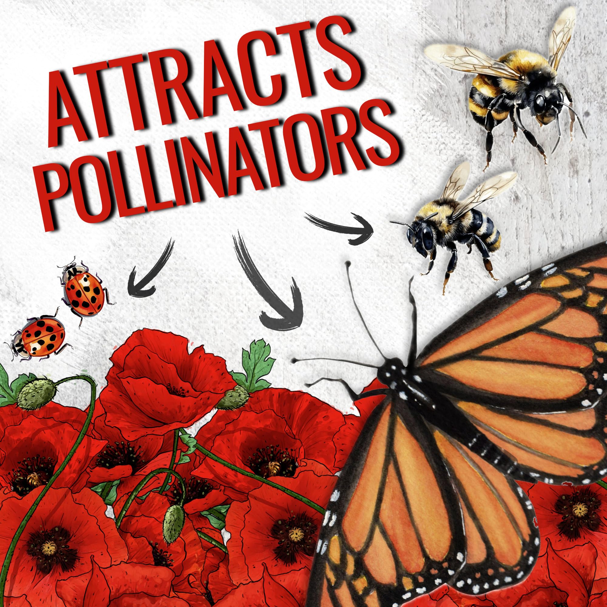 Seed Needs corn poppy seeds attract bees with vivid red petals