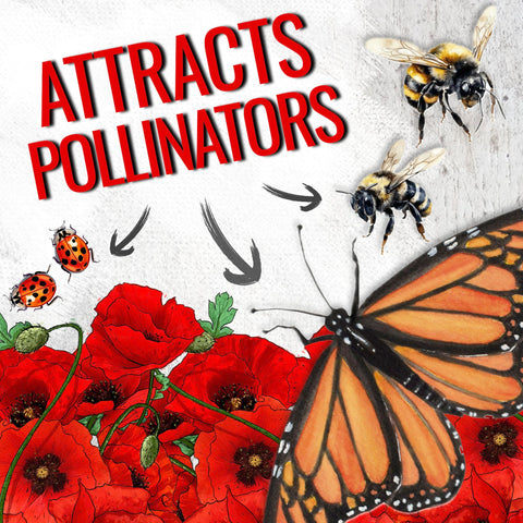 Seed Needs corn poppy seeds attract bees with vivid red petals