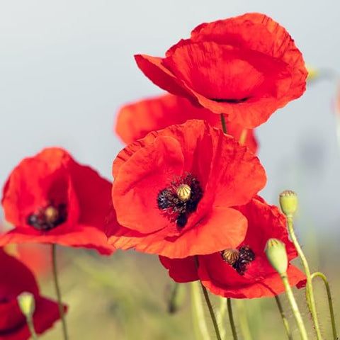 Seed Needs corn poppy seeds red blooms brighten borders and attract pollinators