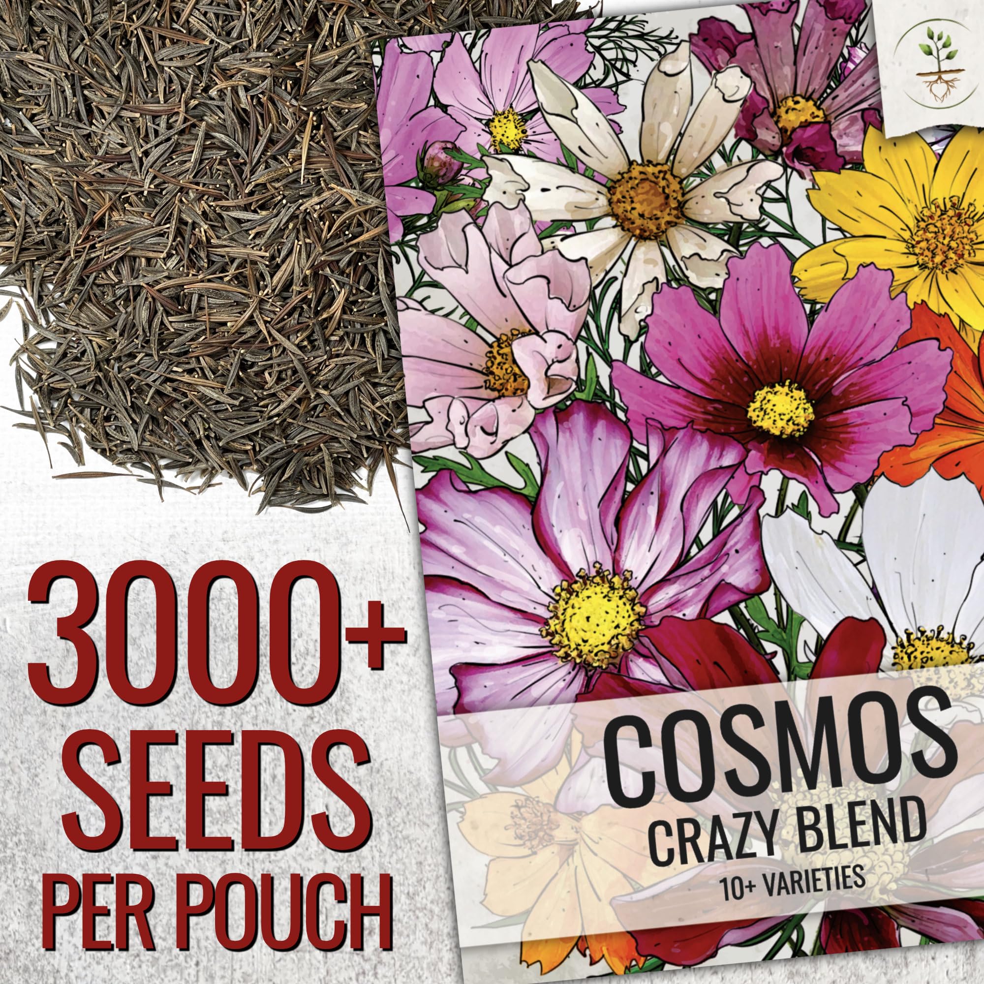 Seed Needs Cosmos Crazy Blend bloom closeup showing vibrant petals and color variety