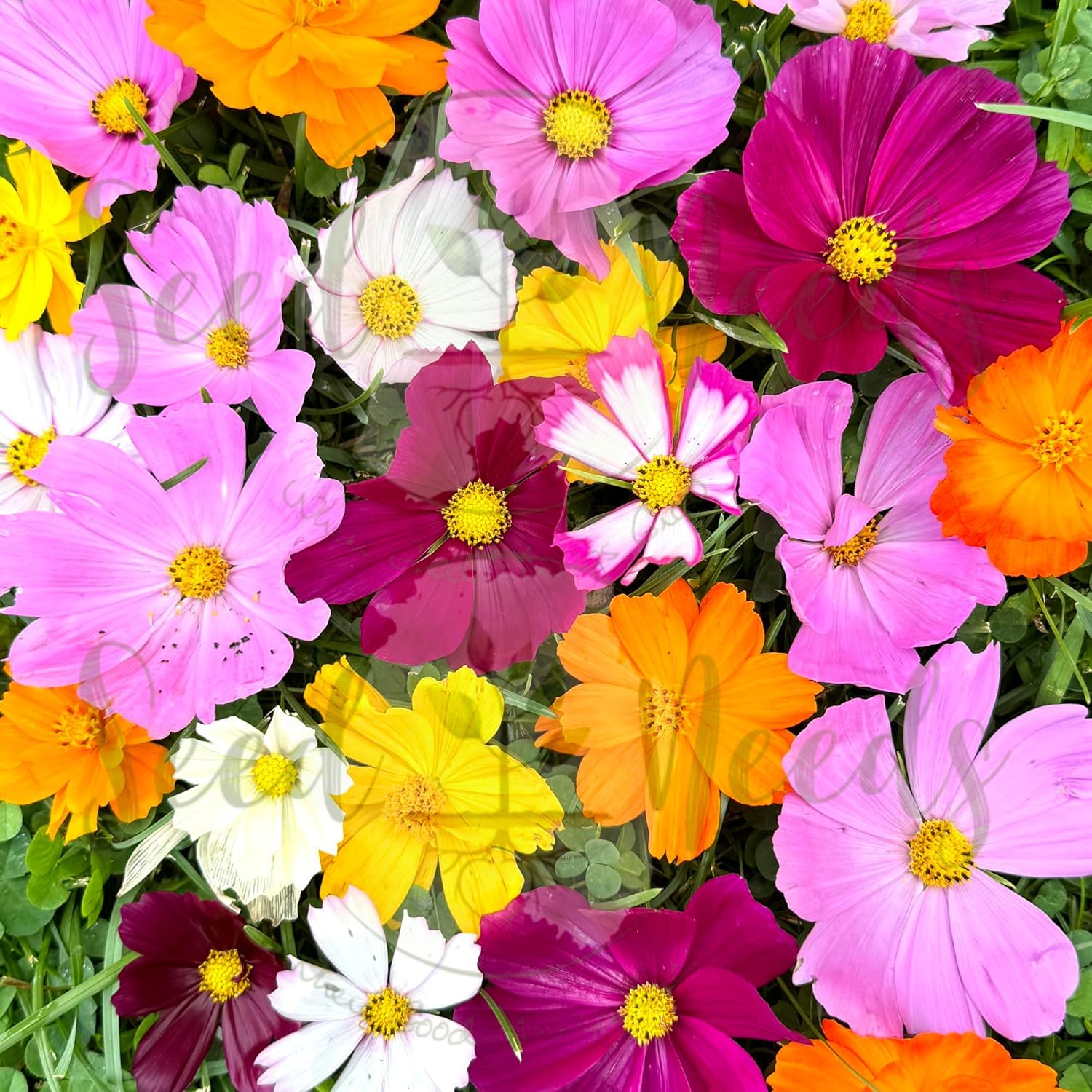 Seed Needs Cosmos Crazy Blend supports biodiversity by attracting pollinators and birds.