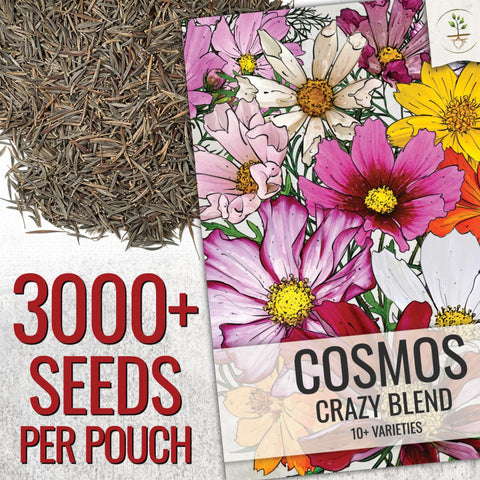 Seed Needs Cosmos Crazy Blend garden bed display showing mix of growth forms