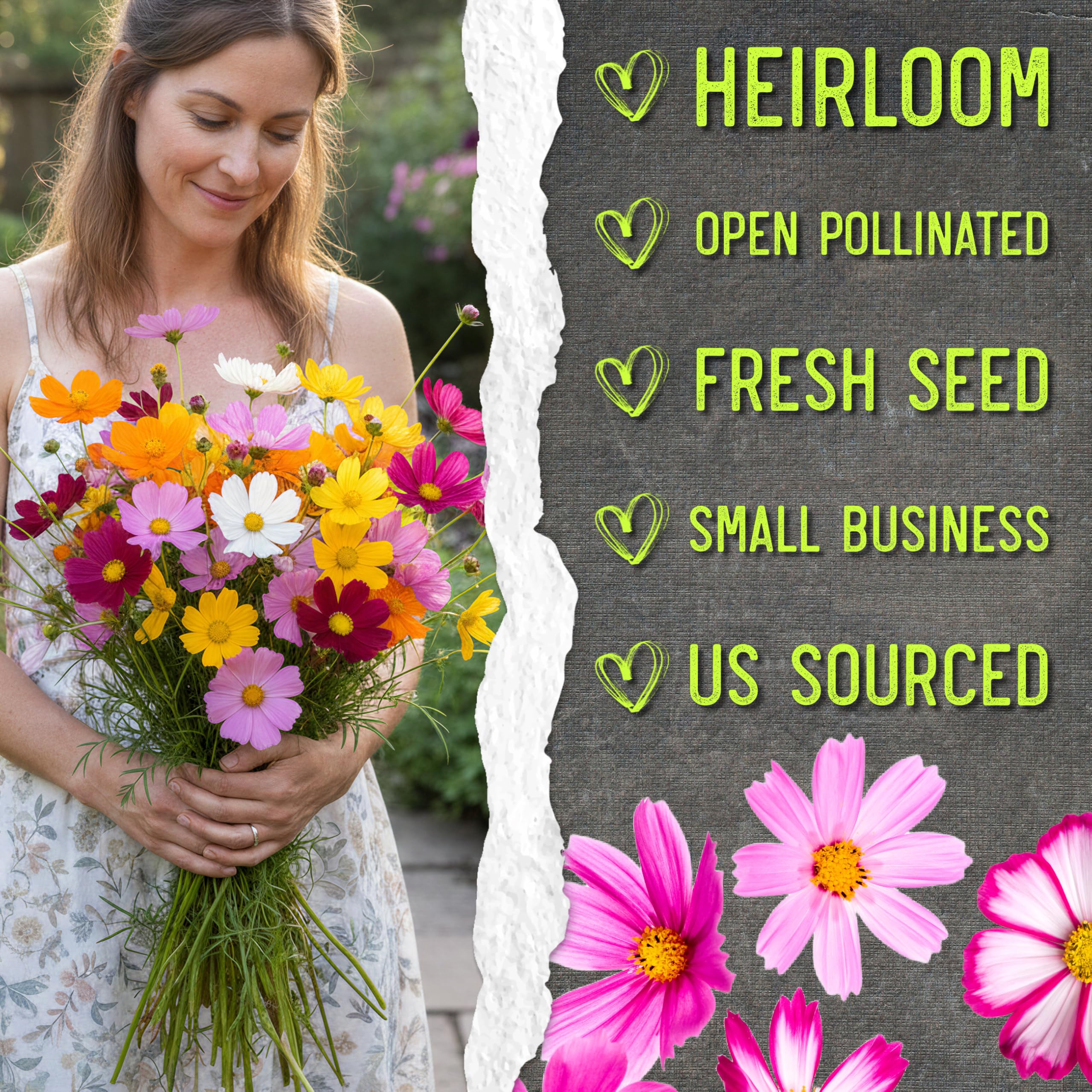 Seed Needs Cosmos Crazy Blend open-pollinated seeds offer authentic variety