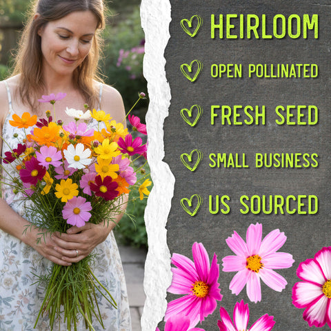 Seed Needs Cosmos Crazy Blend open-pollinated seeds offer authentic variety