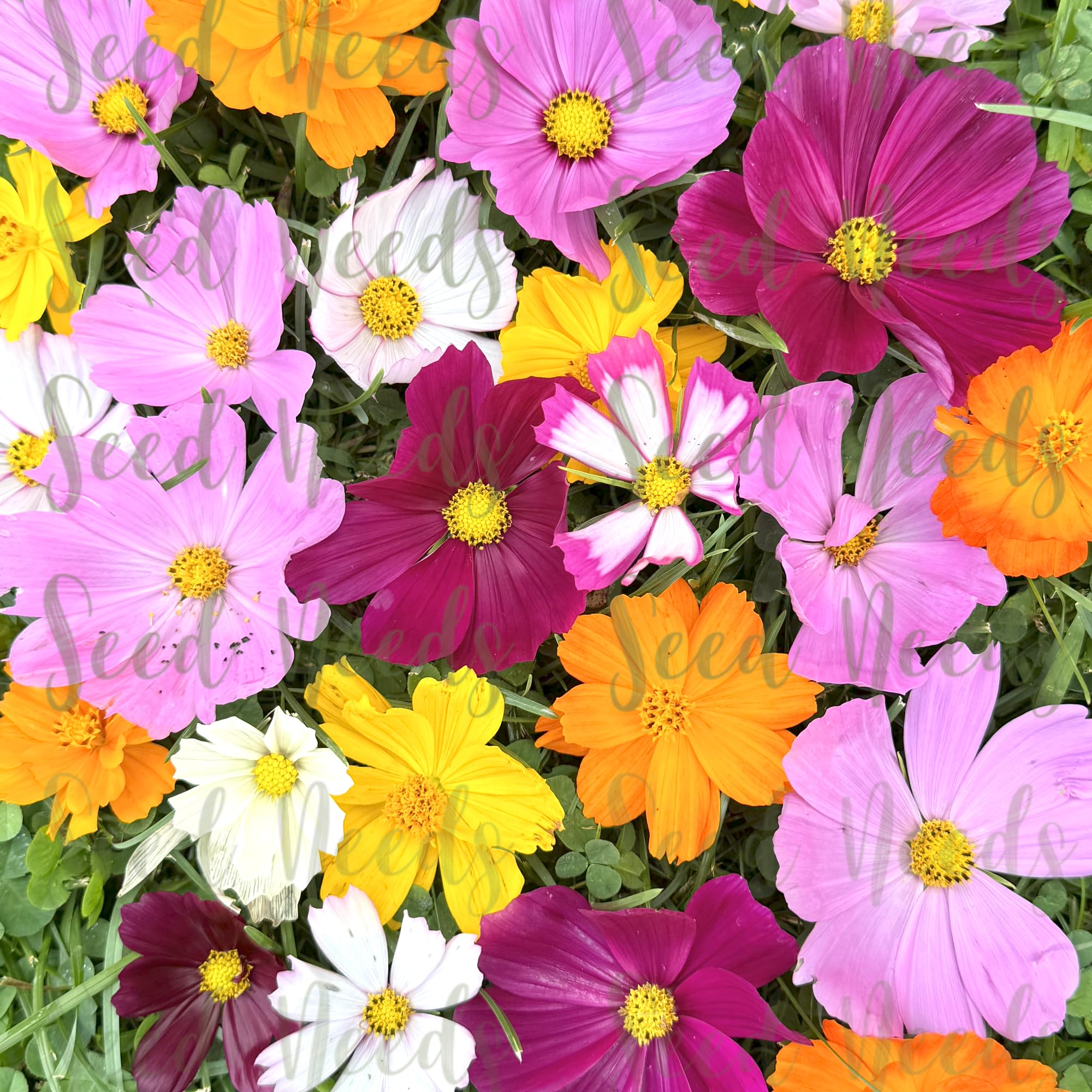 Seed Needs Cosmos Crazy Blend open-pollinated mix offers heritage-style seeds and versatility