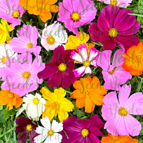 Seed Needs Cosmos Crazy Blend open-pollinated mix offers heritage-style seeds and versatility