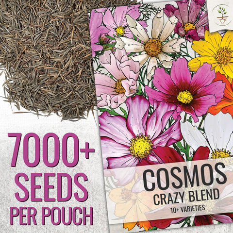 Seed Needs Cosmos Crazy Blend purity seeds add color to garden beds.