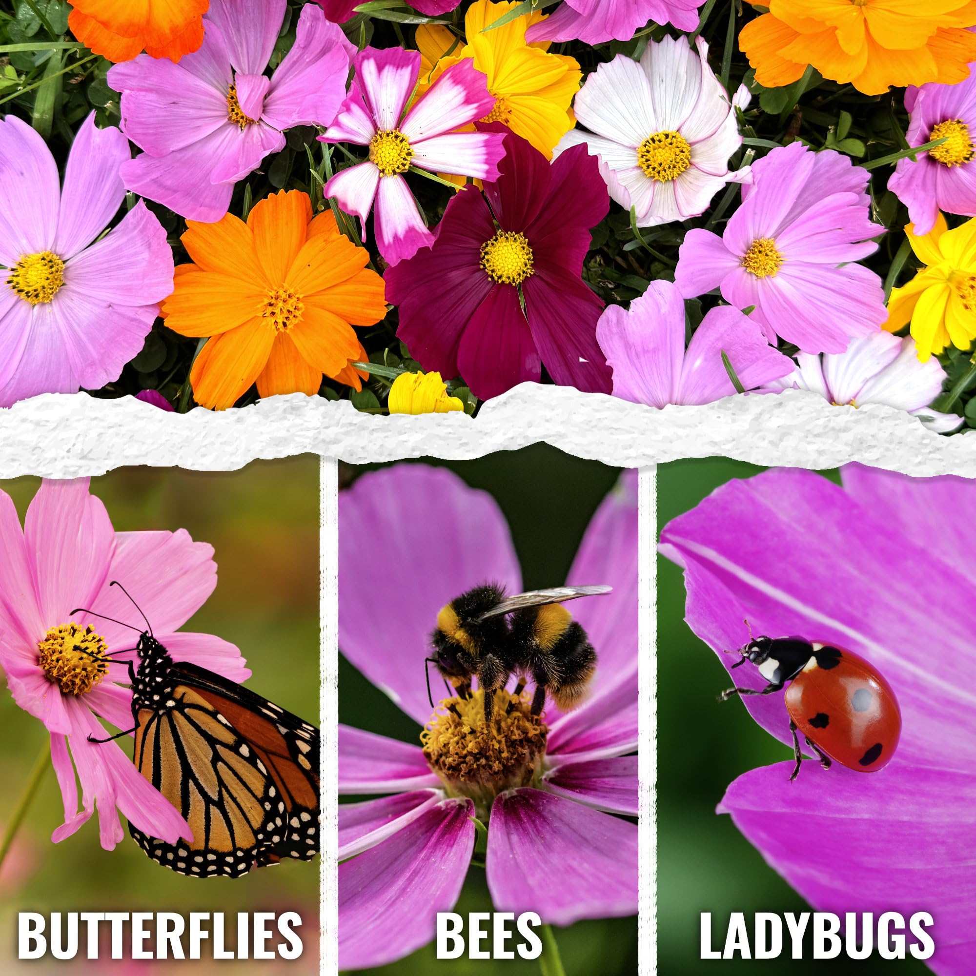 Seed Needs Cosmos Crazy Blend seeds close-up ideal for direct sowing in gardens
